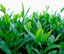 Cao trà xanh - 100g 